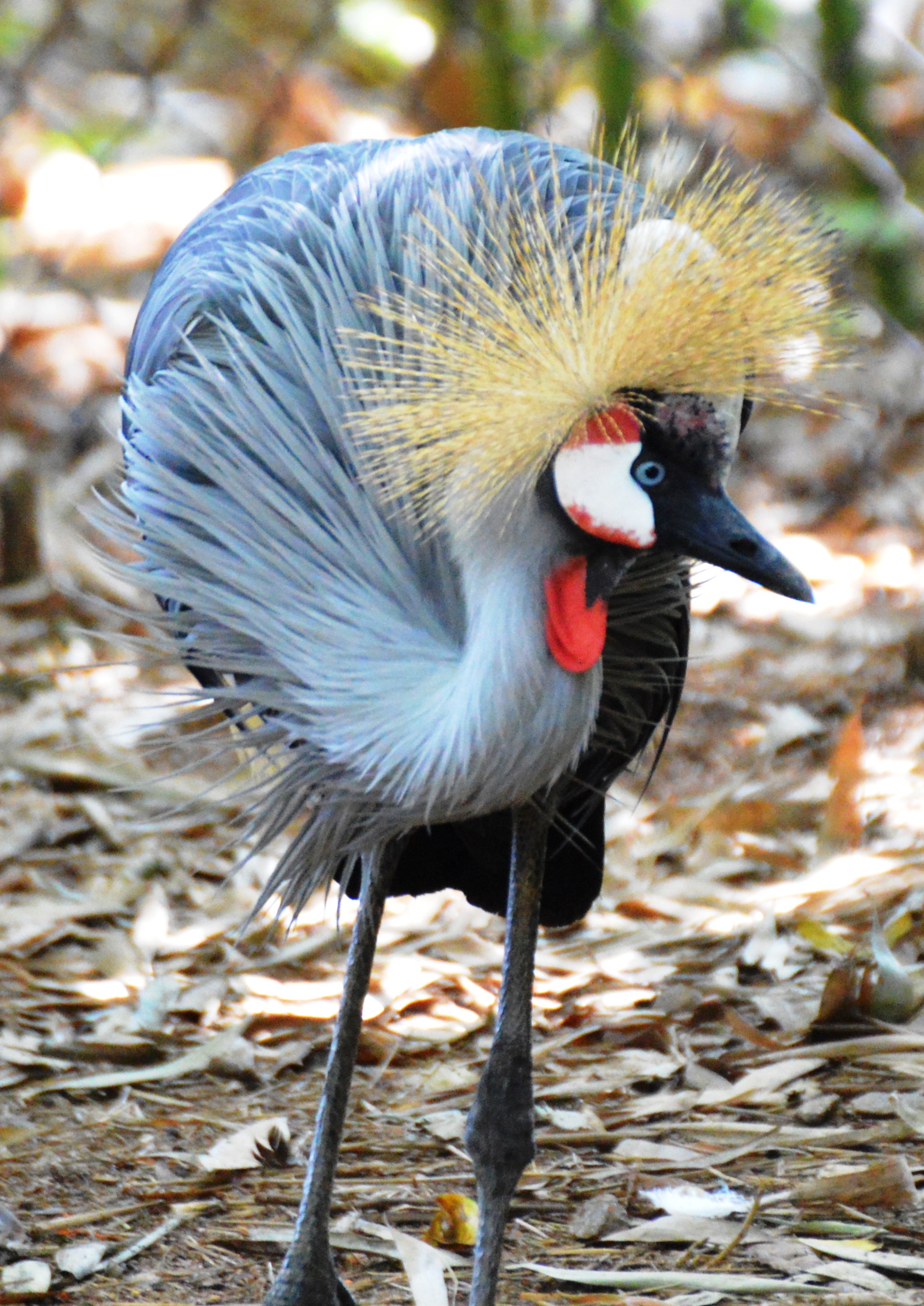 Bird - Crane East African Crowned - Columbia Zoo - 2014 07 - 01